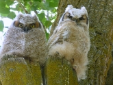 Owlettes