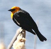 Yellow-headed-Blackbird